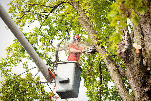 Residential Tree Removal in Memphis, TX